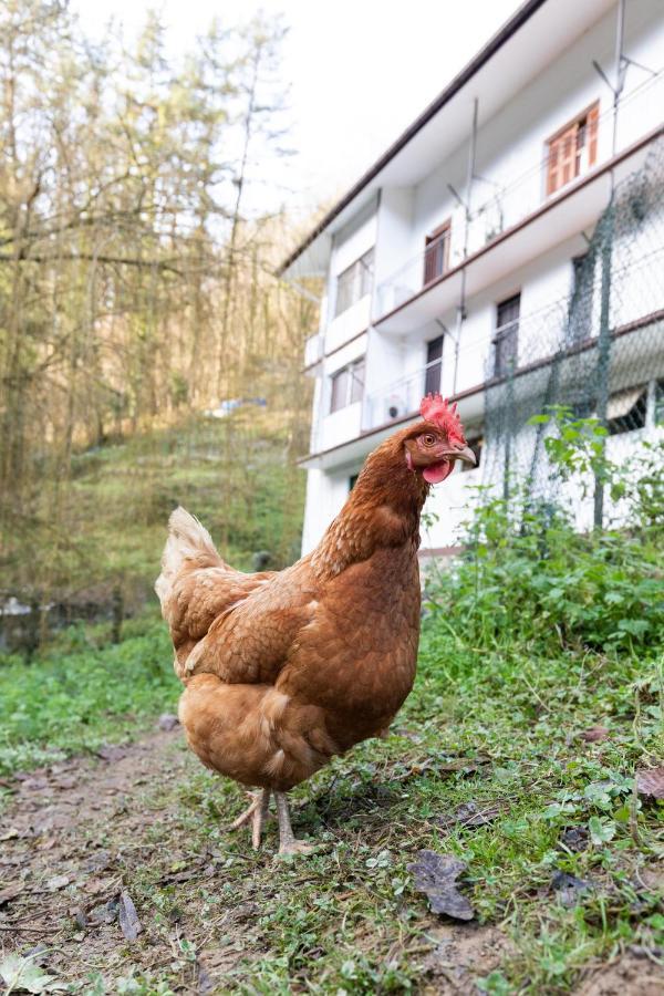 Olotza - Baskey Rentals Hernialde エクステリア 写真